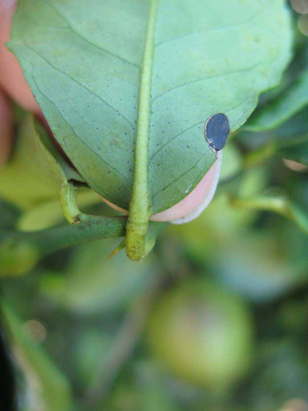            Petiole (Bearss, Winter Haven, FL)   